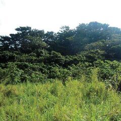 【売地】沖縄県石垣市平久保234-755(A売地)、新石垣空港より30km(車約36分) - 石垣市