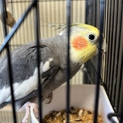 オカメインコ10歳里親募集