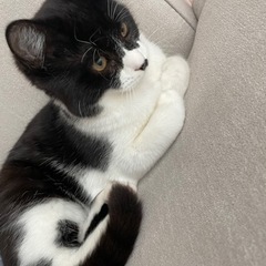 ハチワレ 4ヶ月 男の子
