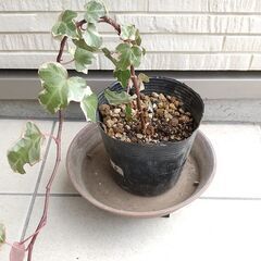 【終了】ハリオさん🌱ありがとうございました✨