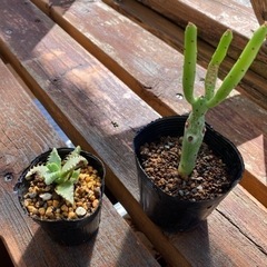 多肉植物　2種