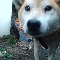 成犬(柴)の里親募集しています
