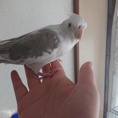 【里親様決定】オカメインコの里親さん募集です