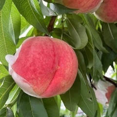 観光園で働いてみませんか？？