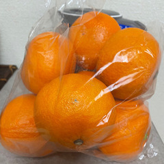 🍊長島の紅甘夏🍊半額以下😍