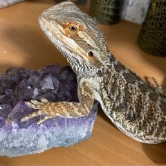 フトアゴヒゲトカゲをもらってくれる方募集中です。