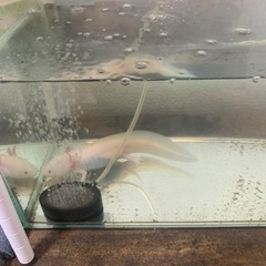 ウーパールーパー3歳リューシスティック