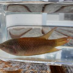 琉球闘魚1匹400円の画像