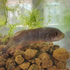 琉球闘魚1匹400円の画像