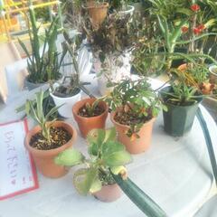 【引取待ち】植木あげます🌱