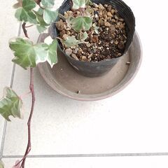 【終了】うららさん❤ありがとうございました🌱