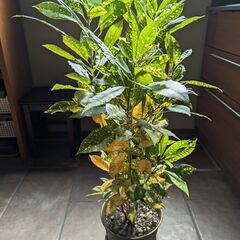 観葉植物！？クロトン（流星・リュウセイ・アオキ）高さ1m