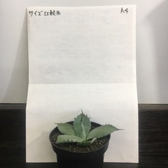 アガベ･吉祥天(Agave parryi)の画像