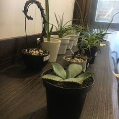 アガベ･吉祥天(Agave parryi)の画像