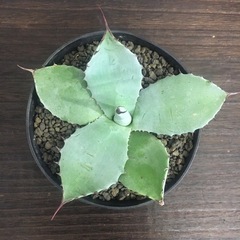 アガベ･吉祥天(Agave parryi)の画像