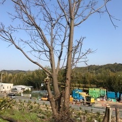 【チェーンソーで木を切りたい人を募集❣️】