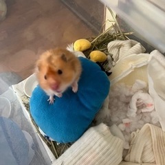 ゴールデンハムスター　【決まりました】の画像