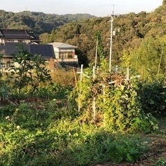 岡山県田舎草抜きその他