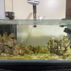 海水魚水槽一式(90.30.36)