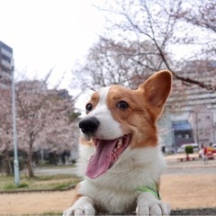 元気いっぱいのコーギーくん