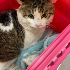 飼い主が高齢でお世話出来なくなりました。