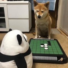 一緒にボードゲームしてくれる🐶 - 宮崎市