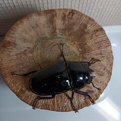 格安タランドゥスオオツヤクワガタ幼虫の画像