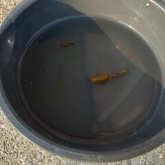 フルゴールドグッピー＆プラティ熱帯魚