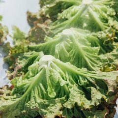 【御代田】農業スタッフ！午前でガッツリ稼ぎたい方に！◎賞与制度あり！の画像