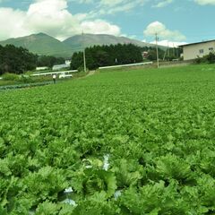 【御代田】畑の草取り・草刈り！シフト自由！週3日以上2h～◎の画像