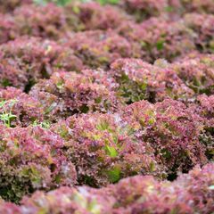 【御代田】畑の草取り・草刈り！シフト自由！週3日以上2h～◎の画像