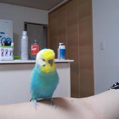 インコちゃん