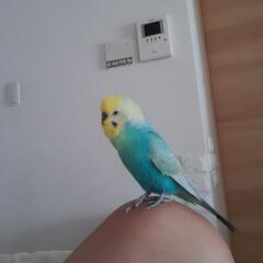 インコちゃん - その他