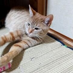 里親募集   里親さん決まりました。