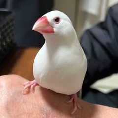 迷子の白文鳥を探しています。