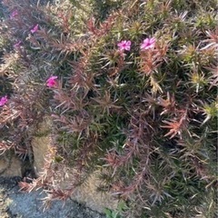 芝桜25本