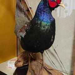 キジの剥製 2羽 ケースつきの画像