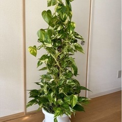 ポトスタワー⭐︎森之宮