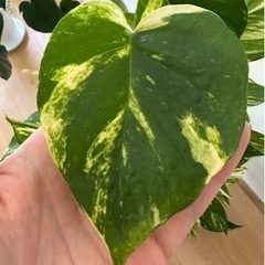 ポトスタワー⭐︎森之宮の画像