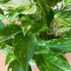 ポトスタワー⭐︎森之宮の画像