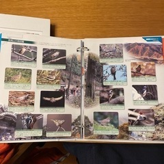 野鳥の世界の画像