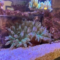 サンゴイソギンチャク