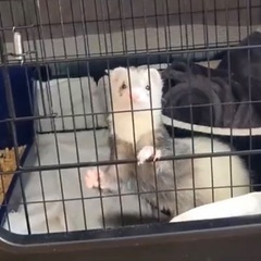かわいいフェレットの里親募集中！