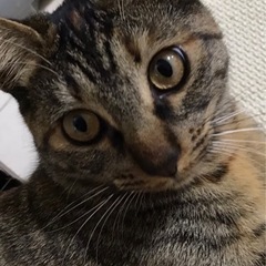 キジトラ　メス　何卒よろしくお願いしますm(_ _)m