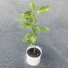 班入りアオキの苗をポット付きでお譲りします！　観葉植物　花苗　園芸