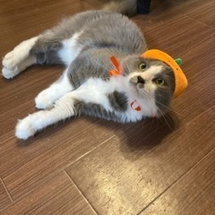 ハチワレ★グレー★成猫