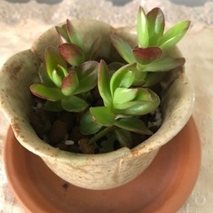 多肉植物　火祭り　挿し木苗4株