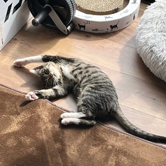 メス生後4ヶ月ほど