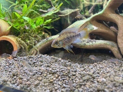 アピストグラマ　アルトタピチェ　トリオ♂♀♀