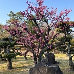 お花見か散歩仲間募集